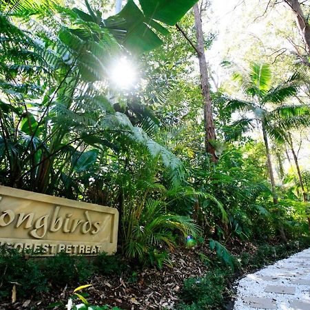 Songbirds Rainforest Retreat Tamborine Mountain Exterior photo